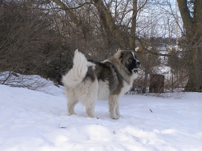 russian mountain dog for sale